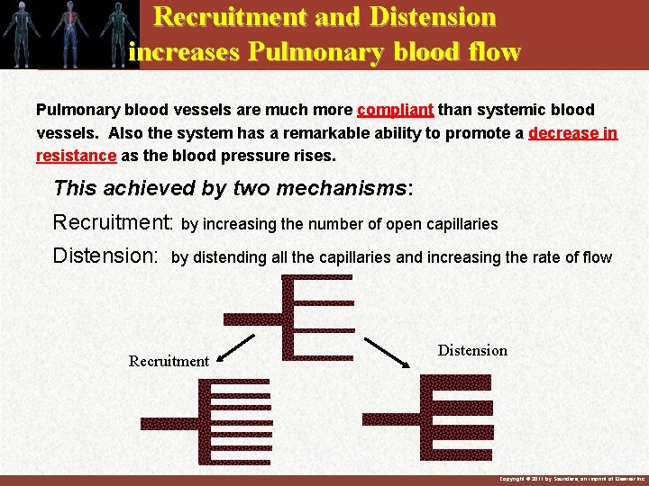 Recruitment and Distension increases Pulmonary blood flow Pulmonary blood vessels are much more compliant Recruitment and Distension increases Pulmonary blood flow Pulmonary blood vessels are much more compliant