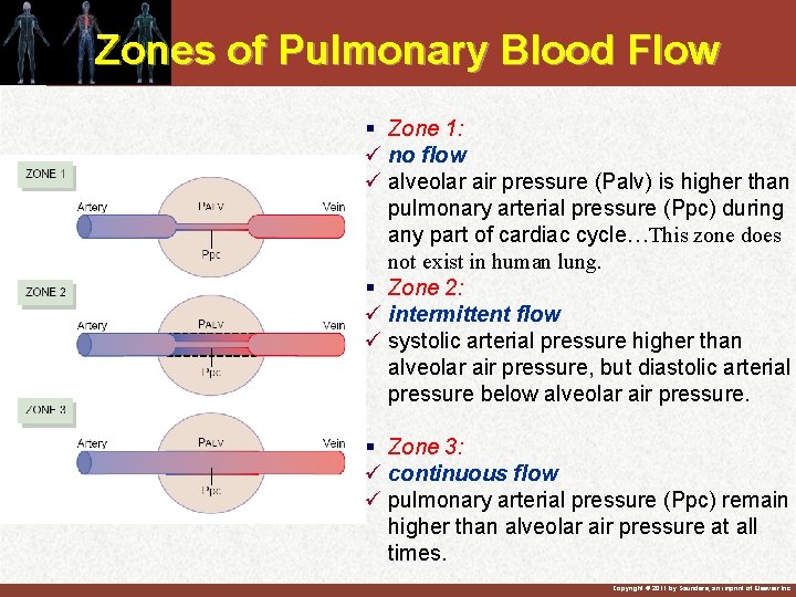 Zones of Pulmonary Blood Flow § Zone 1: ü no flow ü alveolar air Zones of Pulmonary Blood Flow § Zone 1: ü no flow ü alveolar air