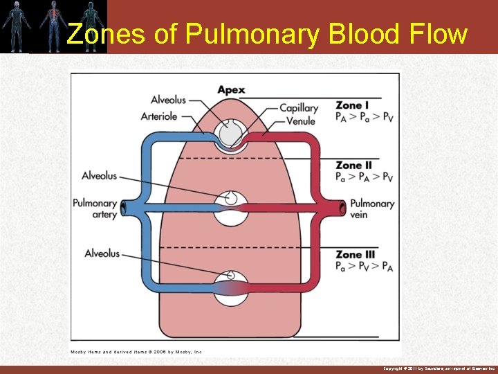 Zones of Pulmonary Blood Flow Copyright © 2011 by Saunders, an imprint of Elsevier Zones of Pulmonary Blood Flow Copyright © 2011 by Saunders, an imprint of Elsevier