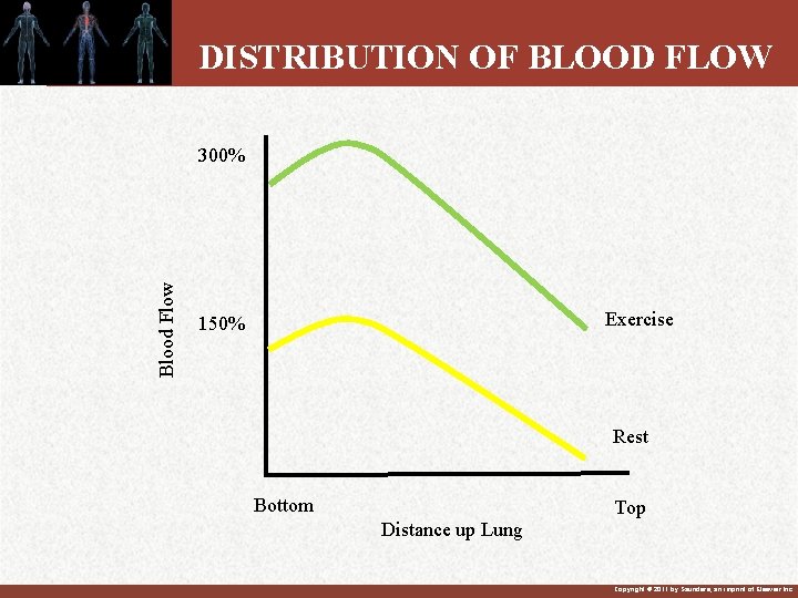 DISTRIBUTION OF BLOOD FLOW Blood Flow 300% Exercise 150% Rest Bottom Top Distance up DISTRIBUTION OF BLOOD FLOW Blood Flow 300% Exercise 150% Rest Bottom Top Distance up