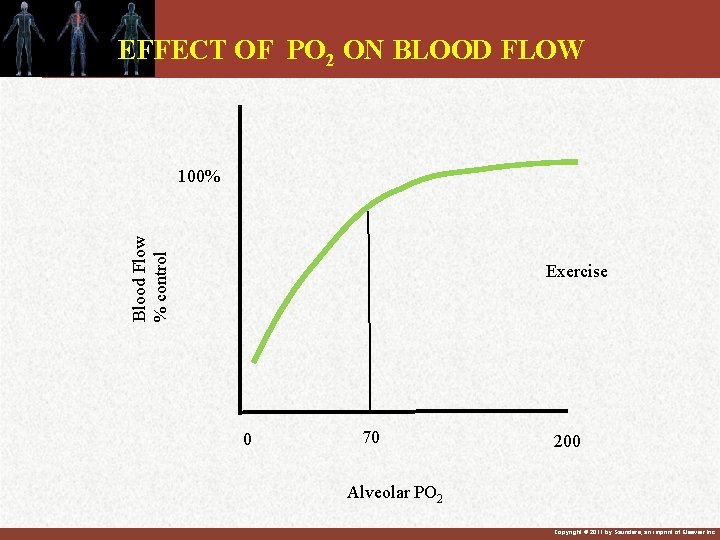 EFFECT OF PO 2 ON BLOOD FLOW Blood Flow % control 100% Exercise 0 EFFECT OF PO 2 ON BLOOD FLOW Blood Flow % control 100% Exercise 0