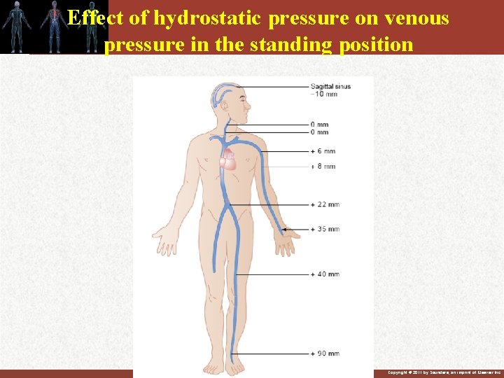 Effect of hydrostatic pressure on venous pressure in the standing position Copyright © 2011 Effect of hydrostatic pressure on venous pressure in the standing position Copyright © 2011
