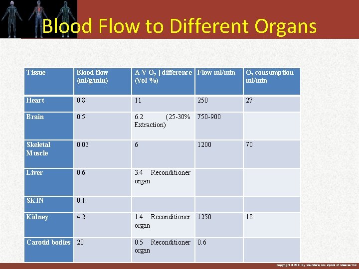 Blood Flow to Different Organs Tissue Blood flow (ml/g/min) A-V O 2 ] difference