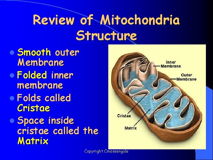 Review of Mitochondria Structure l Smooth outer Membrane l Folded inner membrane l Folds