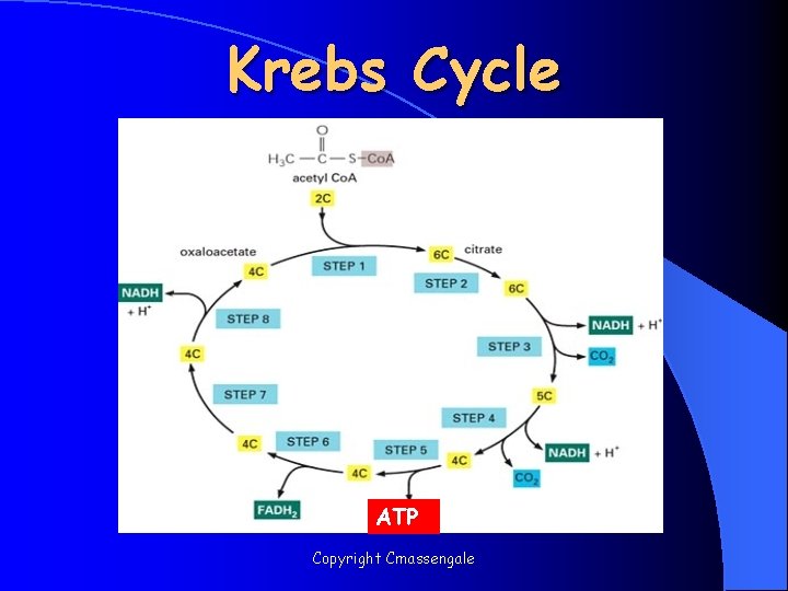 Krebs Cycle ATP Copyright Cmassengale 