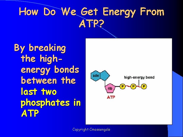 How Do We Get Energy From ATP? By breaking the highenergy bonds between the