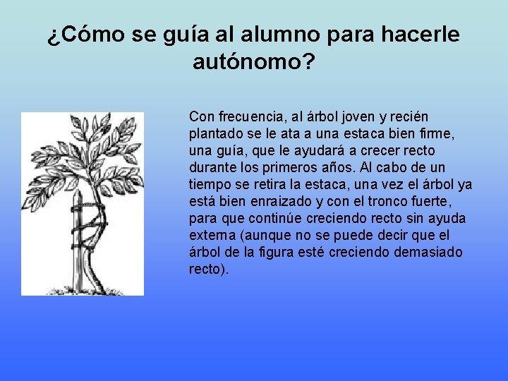 ¿Cómo se guía al alumno para hacerle autónomo? Con frecuencia, al árbol joven y