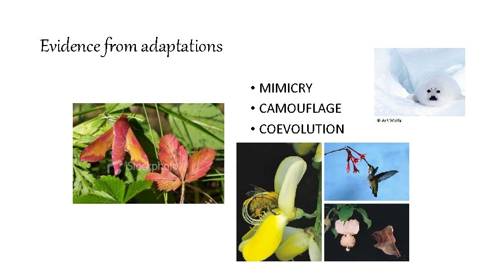 Evidence from adaptations • MIMICRY • CAMOUFLAGE • COEVOLUTION 