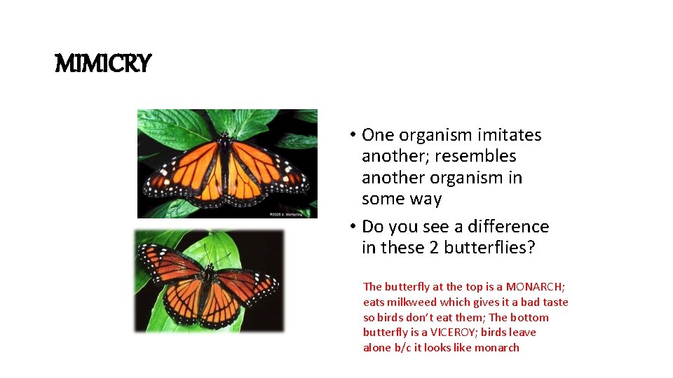 MIMICRY • One organism imitates another; resembles another organism in some way • Do