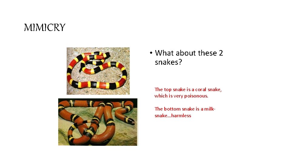 MIMICRY • What about these 2 snakes? The top snake is a coral snake,