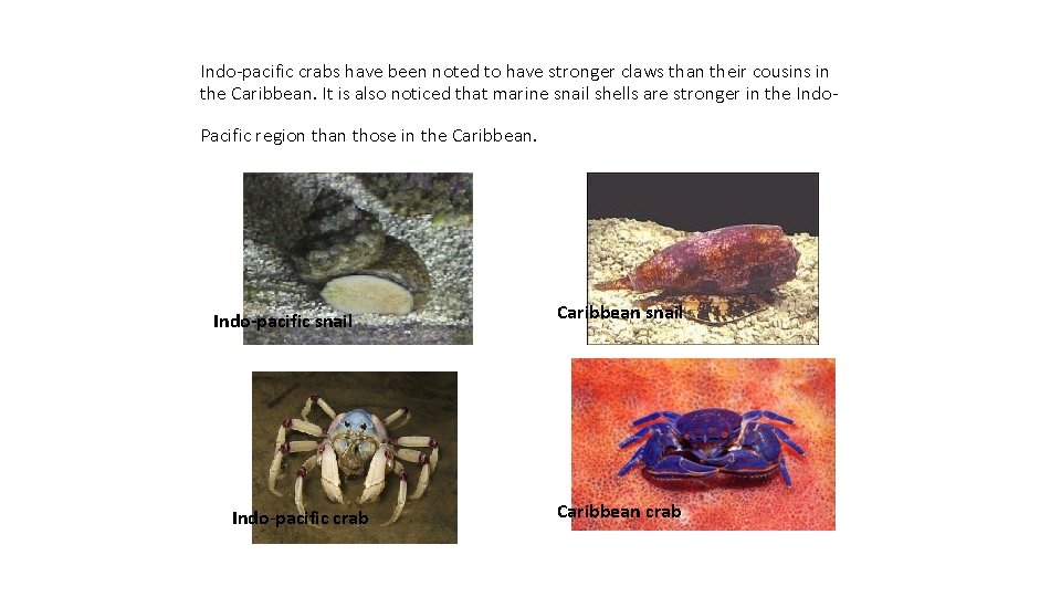 Indo-pacific crabs have been noted to have stronger claws than their cousins in the