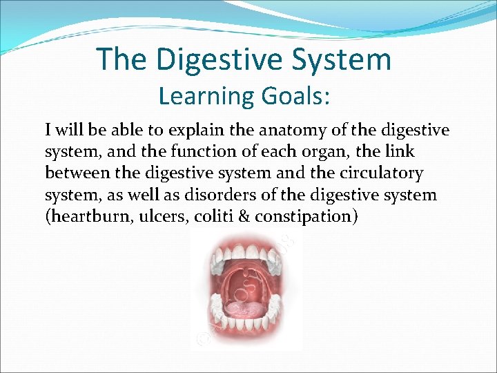 The Digestive System Learning Goals: I will be able to explain the anatomy of