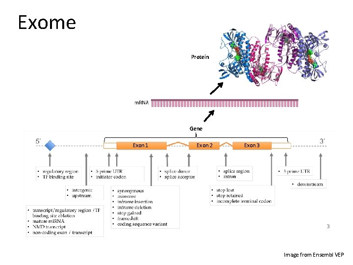 Exome Protein Gene Exon 1 Exon 2 Exon 3 3 Image from Ensembl VEP