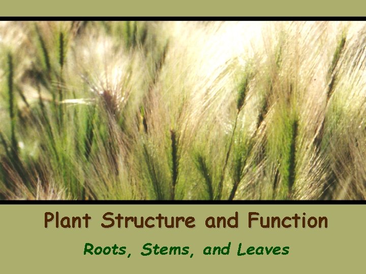 Plant Structure and Function Roots, Stems, and Leaves 