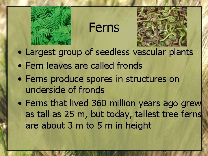 Ferns • Largest group of seedless vascular plants • Fern leaves are called fronds