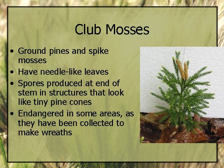 Club Mosses • Ground pines and spike mosses • Have needle-like leaves • Spores