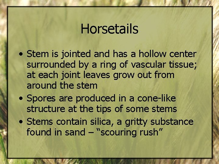 Horsetails • Stem is jointed and has a hollow center surrounded by a ring