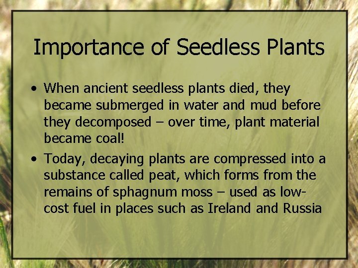 Importance of Seedless Plants • When ancient seedless plants died, they became submerged in