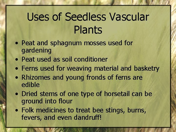 Uses of Seedless Vascular Plants • Peat and sphagnum mosses used for gardening •