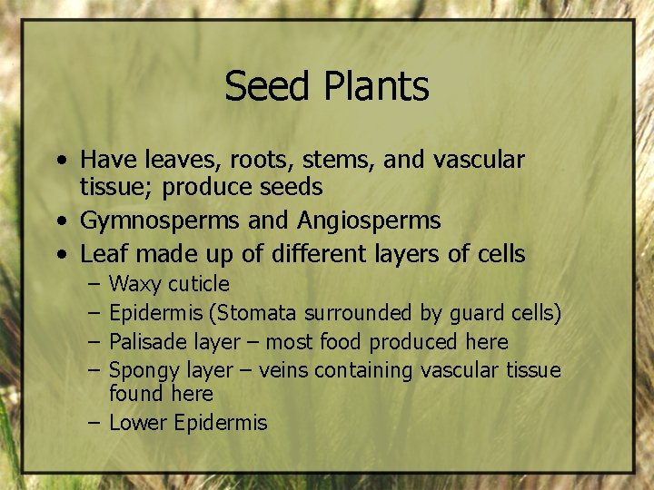 Seed Plants • Have leaves, roots, stems, and vascular tissue; produce seeds • Gymnosperms