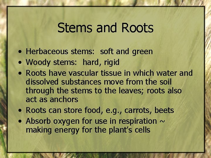 Stems and Roots • Herbaceous stems: soft and green • Woody stems: hard, rigid