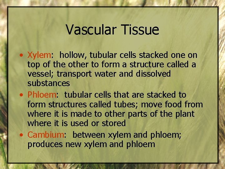Vascular Tissue • Xylem: hollow, tubular cells stacked one on top of the other