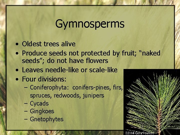 Gymnosperms • Oldest trees alive • Produce seeds not protected by fruit; “naked seeds”;