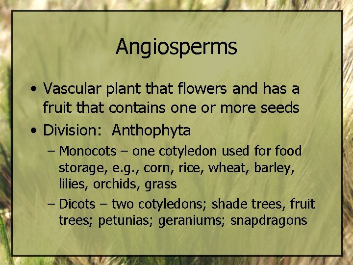 Angiosperms • Vascular plant that flowers and has a fruit that contains one or