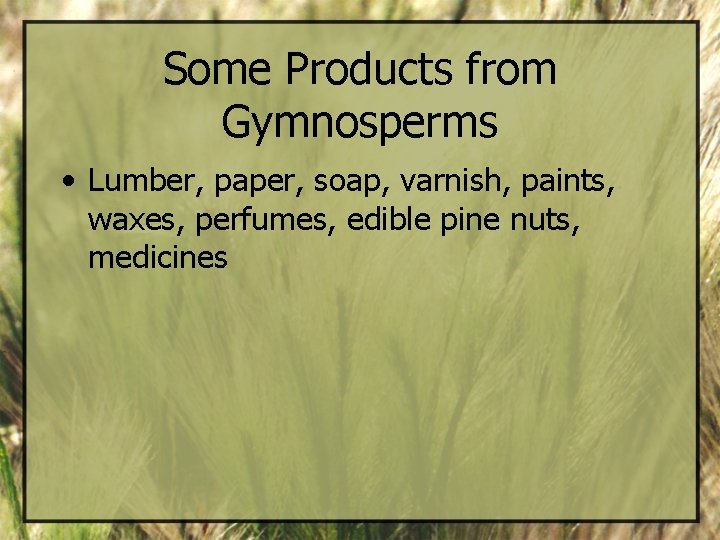 Some Products from Gymnosperms • Lumber, paper, soap, varnish, paints, waxes, perfumes, edible pine