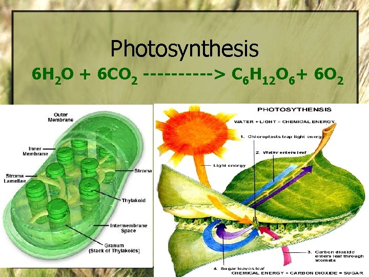 Photosynthesis 6 H 2 O + 6 CO 2 -----> C 6 H 12