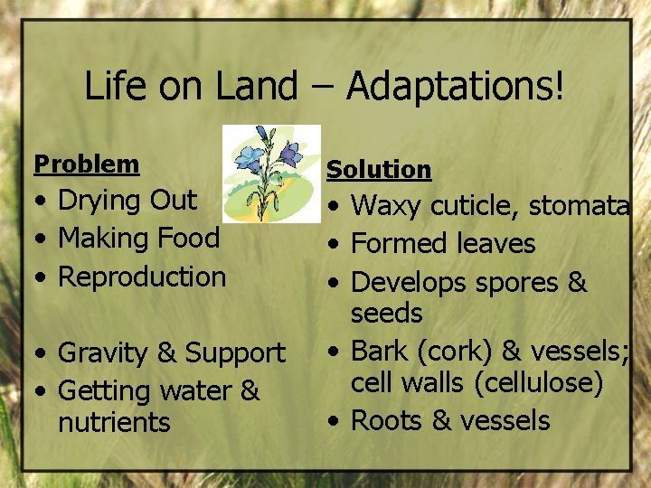 Life on Land – Adaptations! Problem • Drying Out • Making Food • Reproduction