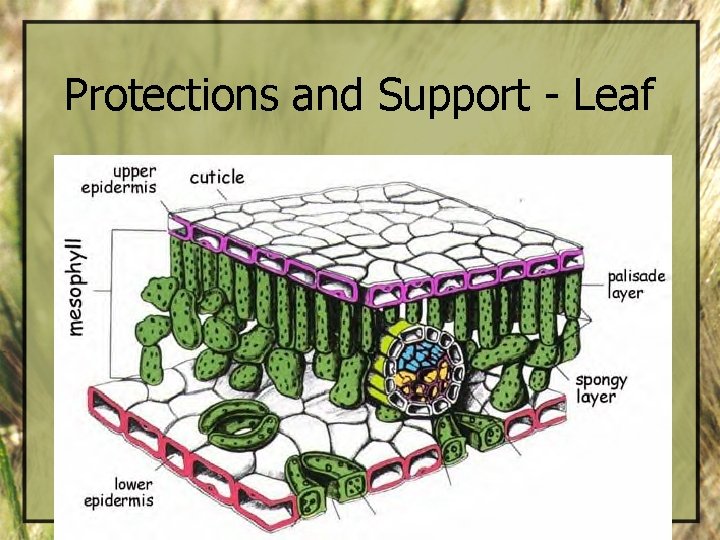 Protections and Support - Leaf 