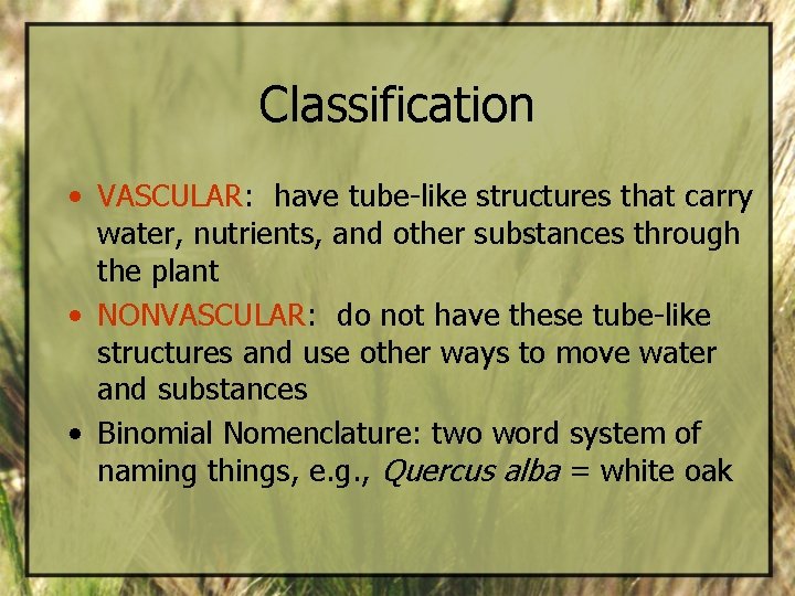 Classification • VASCULAR: have tube-like structures that carry water, nutrients, and other substances through