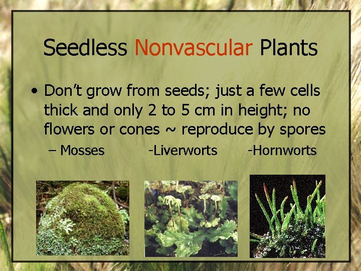 Seedless Nonvascular Plants • Don’t grow from seeds; just a few cells thick and
