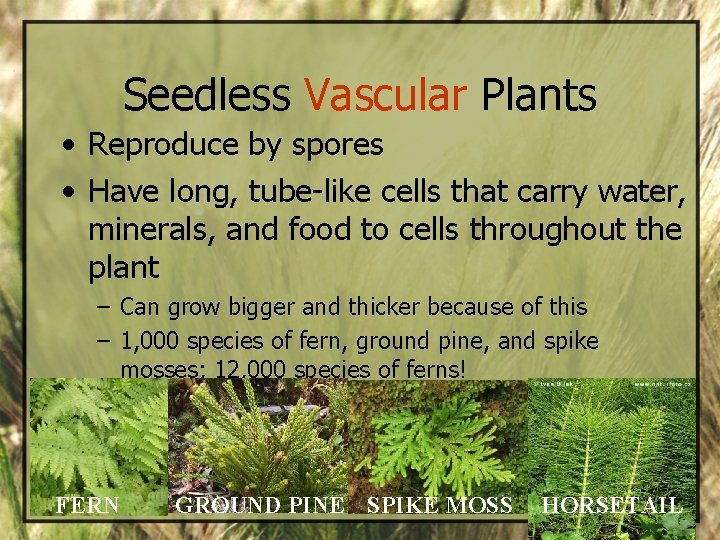 Seedless Vascular Plants • Reproduce by spores • Have long, tube-like cells that carry