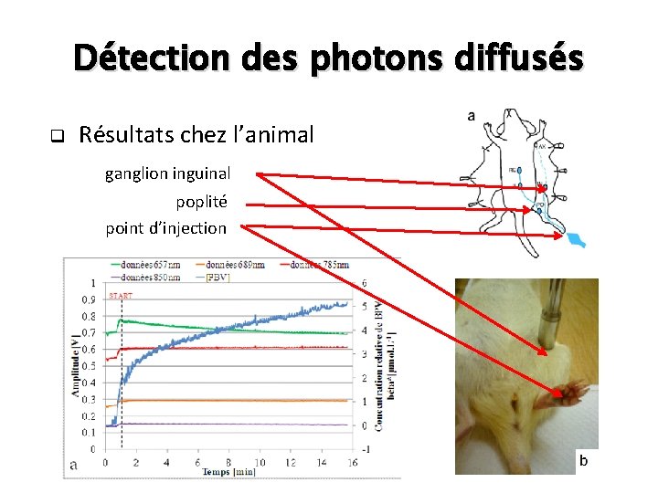 Détection des photons diffusés q Résultats chez l’animal ganglion inguinal poplité point d’injection 