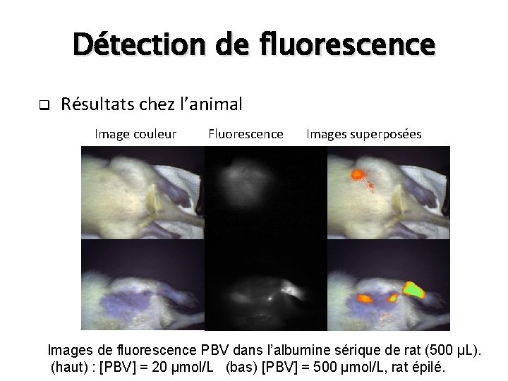 Détection de fluorescence q Résultats chez l’animal Image couleur Fluorescence Images superposées Images de