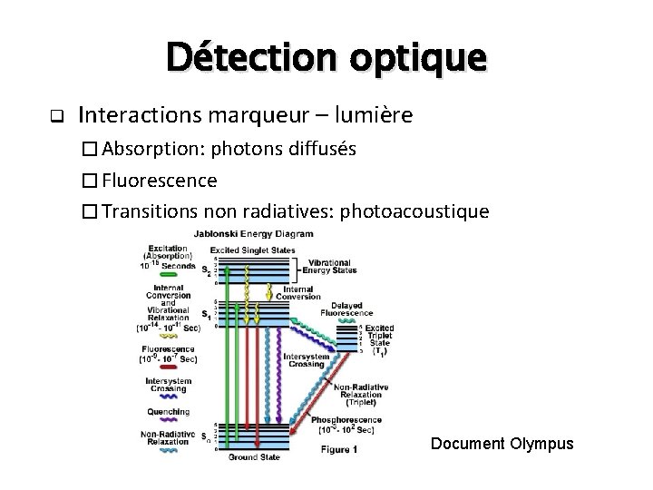 Détection optique q Interactions marqueur – lumière � Absorption: photons diffusés � Fluorescence �