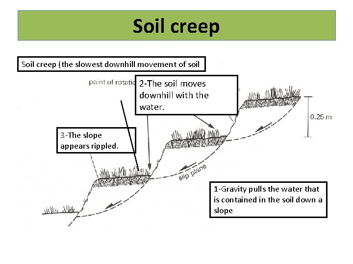 Soil creep (the slowest downhill movement of soil 2 -The soil moves downhill with