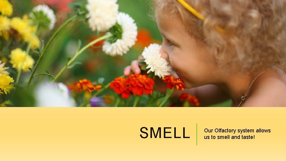 SMELL Our Olfactory system allows us to smell and taste! 