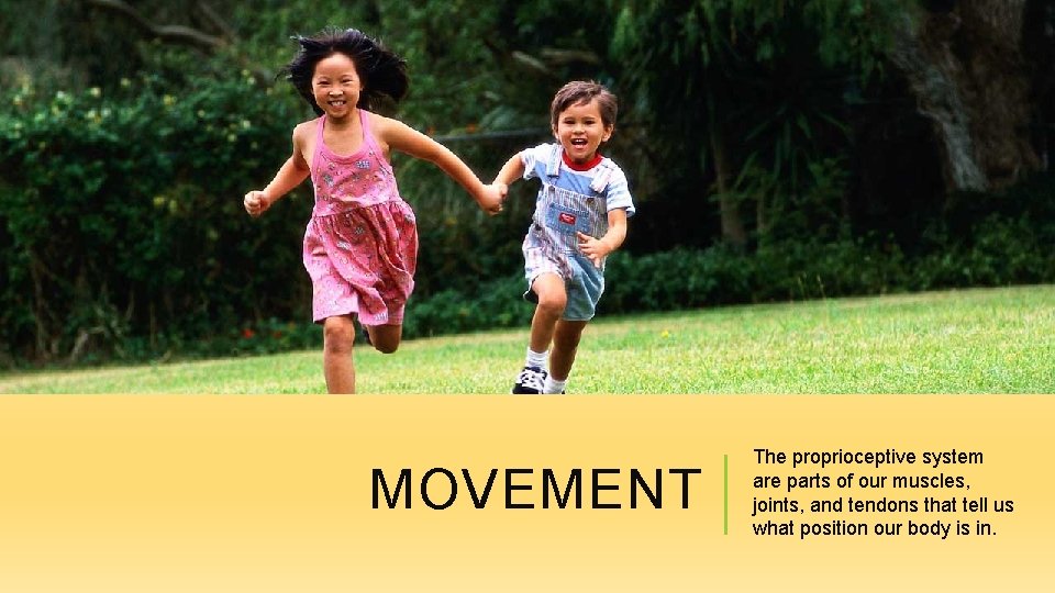 MOVEMENT The proprioceptive system are parts of our muscles, joints, and tendons that tell
