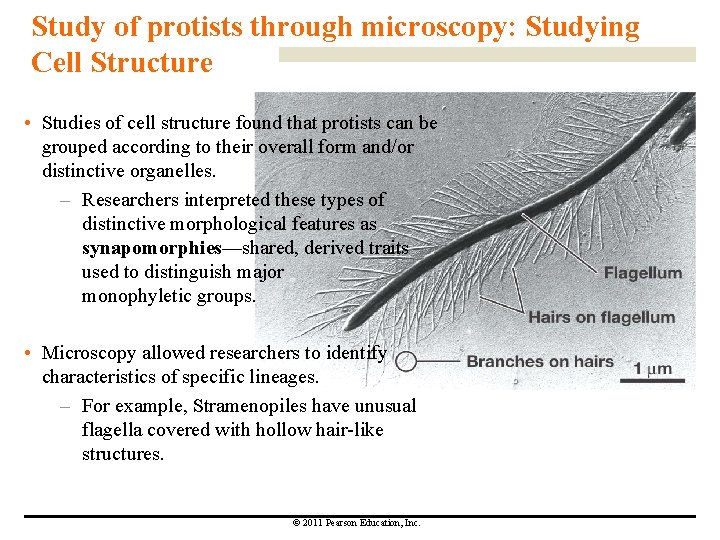 Study of protists through microscopy: Studying Cell Structure • Studies of cell structure found Study of protists through microscopy: Studying Cell Structure • Studies of cell structure found