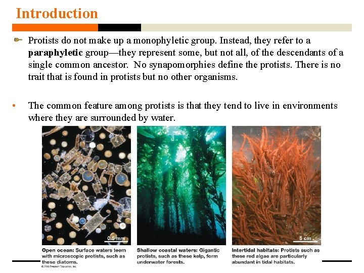 Introduction Protists do not make up a monophyletic group. Instead, they refer to a Introduction Protists do not make up a monophyletic group. Instead, they refer to a