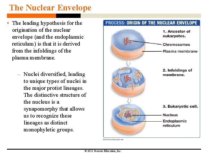 The Nuclear Envelope • The leading hypothesis for the origination of the nuclear envelope The Nuclear Envelope • The leading hypothesis for the origination of the nuclear envelope