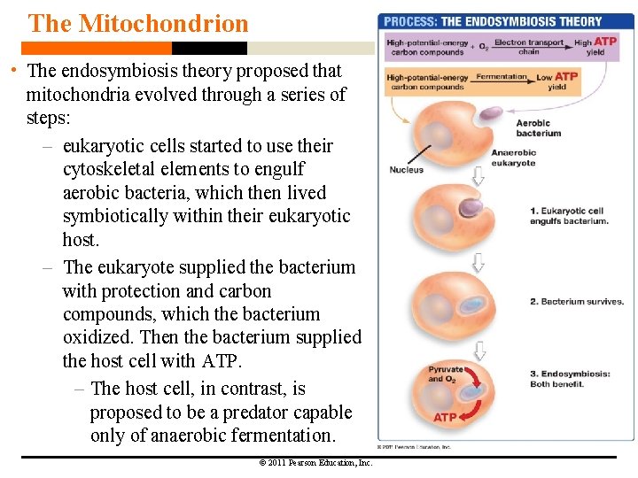 The Mitochondrion • The endosymbiosis theory proposed that mitochondria evolved through a series of The Mitochondrion • The endosymbiosis theory proposed that mitochondria evolved through a series of