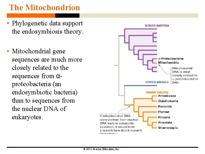 The Mitochondrion • Phylogenetic data support the endosymbiosis theory. • Mitochondrial gene sequences are The Mitochondrion • Phylogenetic data support the endosymbiosis theory. • Mitochondrial gene sequences are