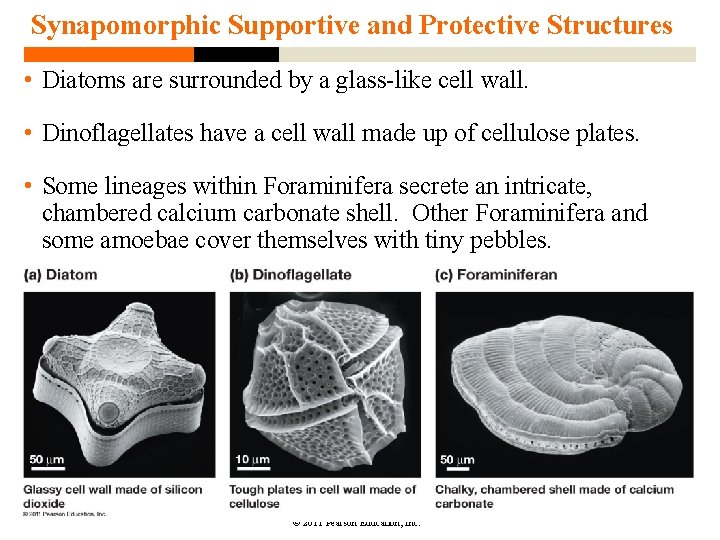 Synapomorphic Supportive and Protective Structures • Diatoms are surrounded by a glass-like cell wall. Synapomorphic Supportive and Protective Structures • Diatoms are surrounded by a glass-like cell wall.