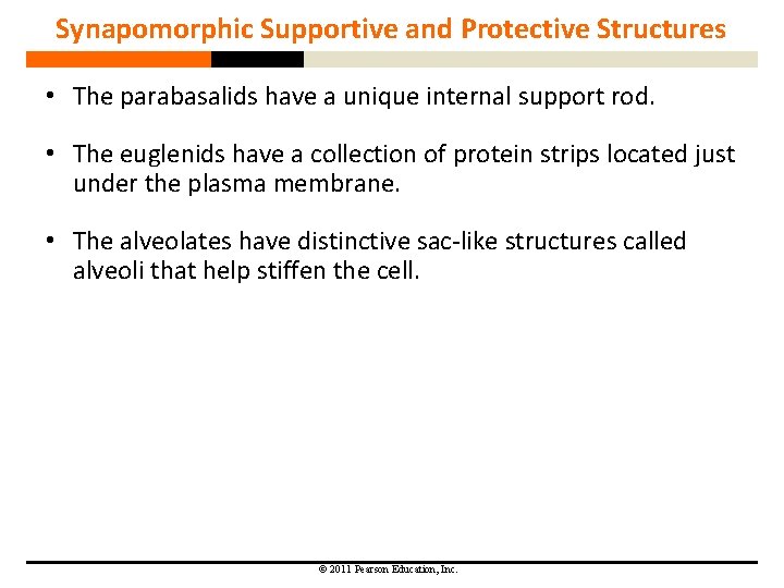 Synapomorphic Supportive and Protective Structures • The parabasalids have a unique internal support rod. Synapomorphic Supportive and Protective Structures • The parabasalids have a unique internal support rod.