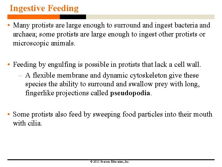 Ingestive Feeding • Many protists are large enough to surround and ingest bacteria and Ingestive Feeding • Many protists are large enough to surround and ingest bacteria and