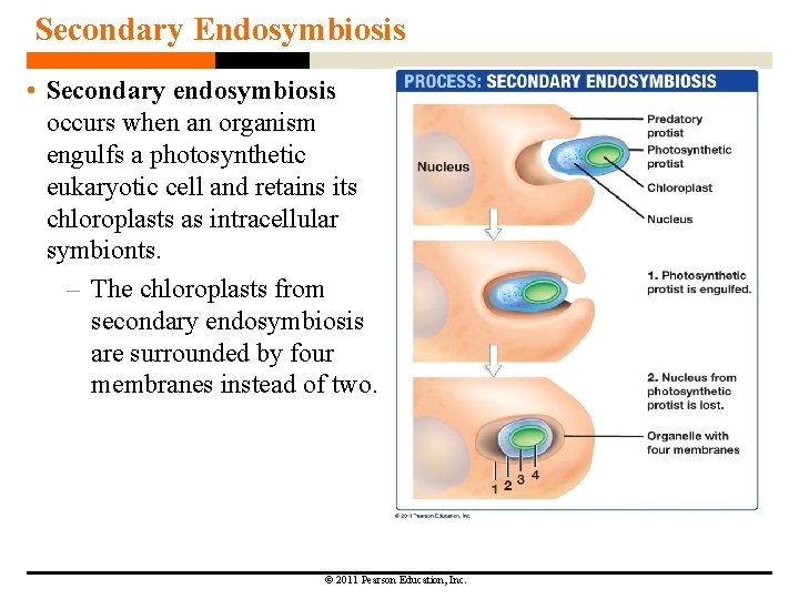 Secondary Endosymbiosis • Secondary endosymbiosis occurs when an organism engulfs a photosynthetic eukaryotic cell Secondary Endosymbiosis • Secondary endosymbiosis occurs when an organism engulfs a photosynthetic eukaryotic cell